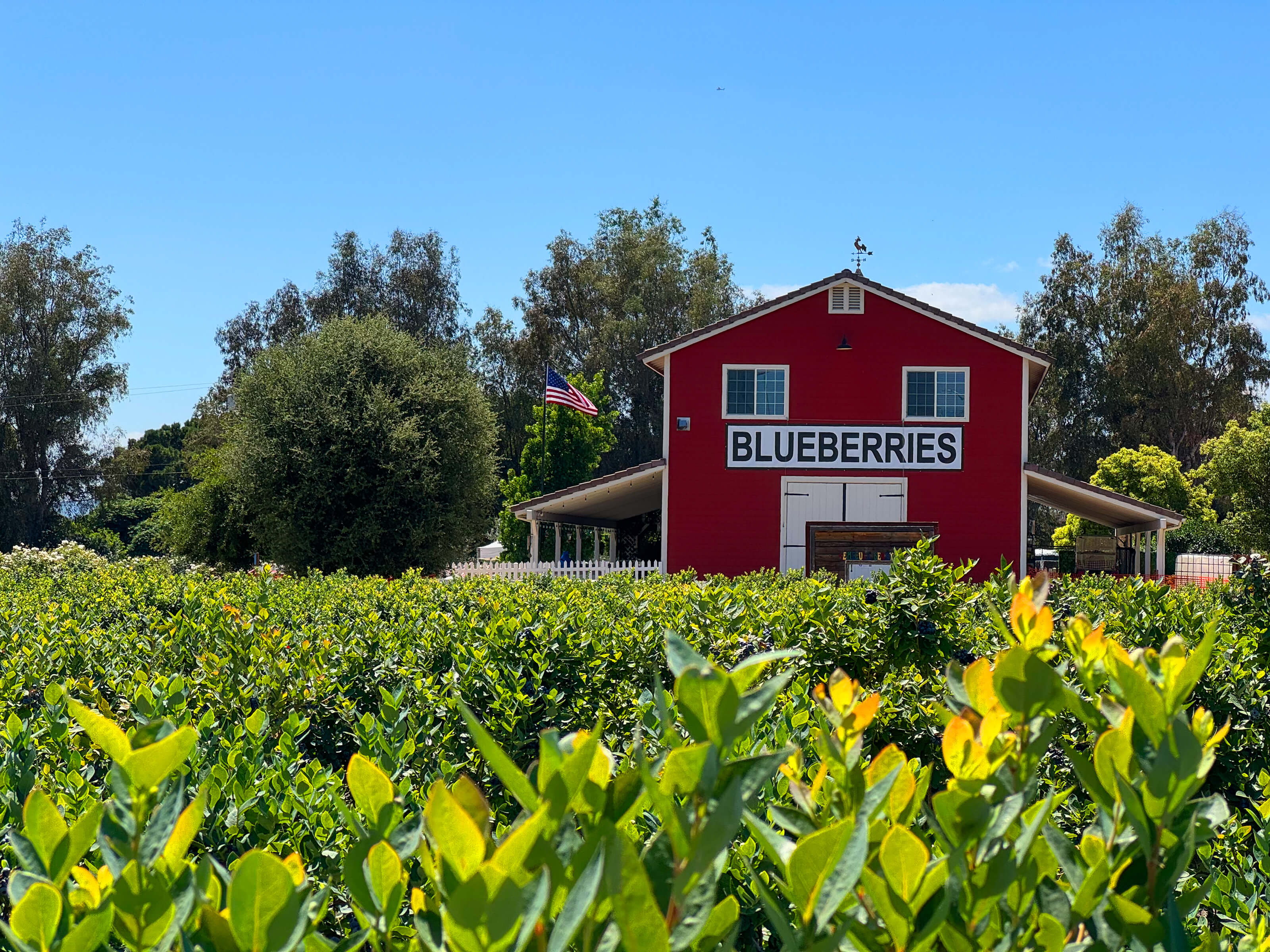 Temecula Berry Co: Go Blueberry Picking at This Charming Family-Run Farm