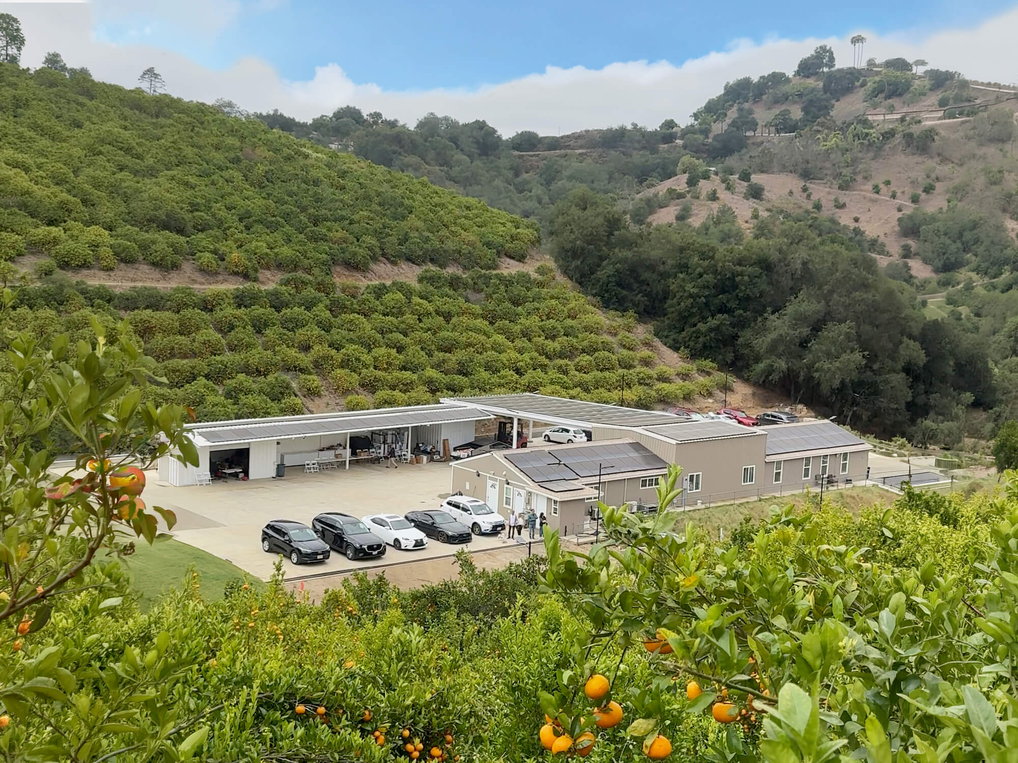 Sunmist Estate: Seasonal U-Pick Farm for Tangerines, Blueberries, and More